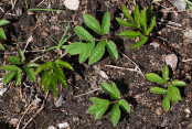 Aegopodium podagraria