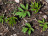Aegopodium podagraria