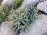 Crambe maritima