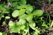 Kransmynta